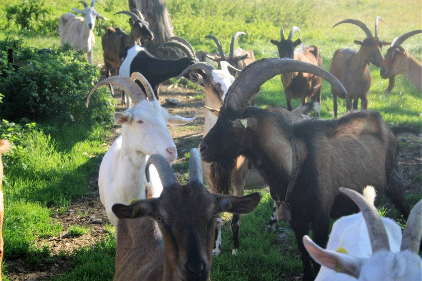 La ferme